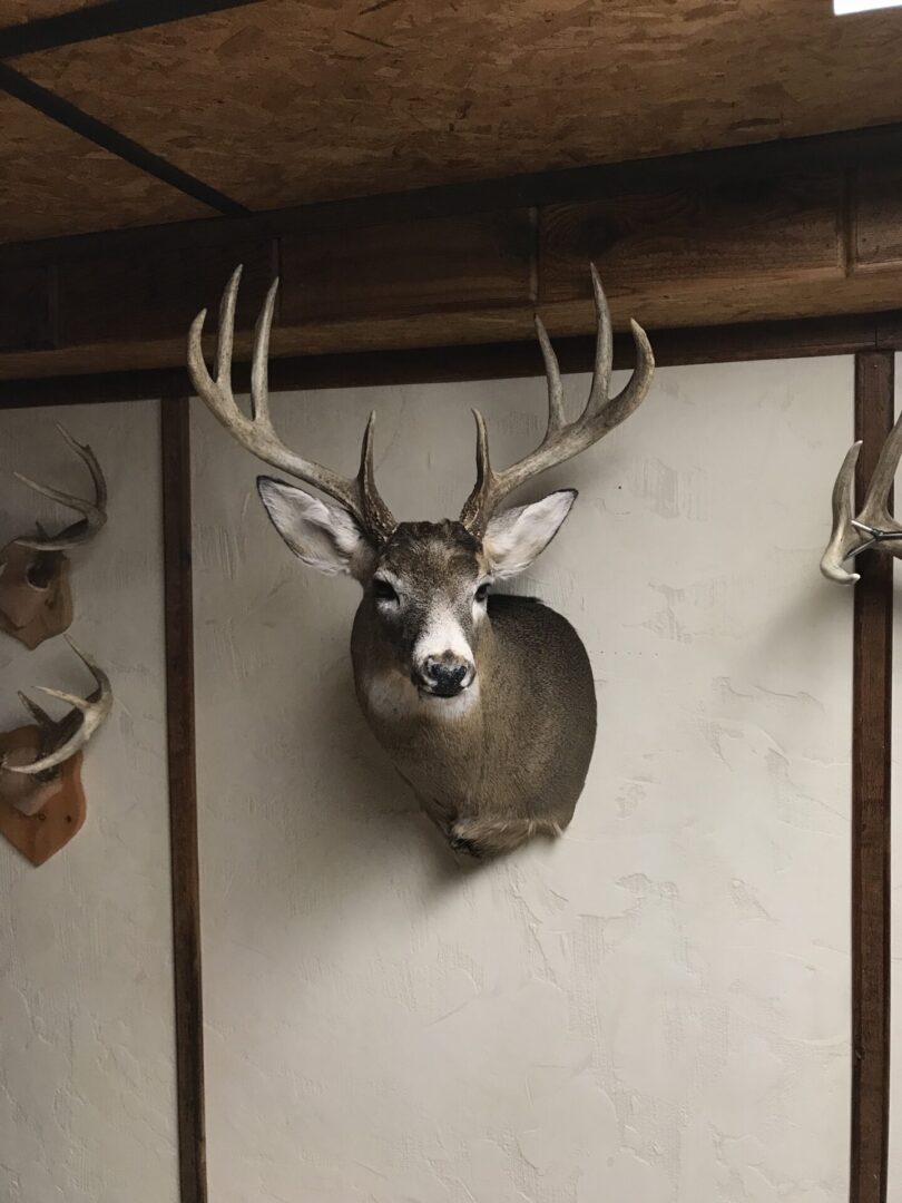 A deer head on a wall