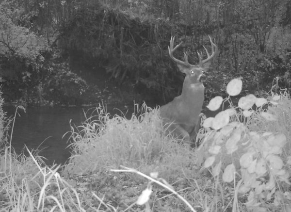 A black and white photo of a deer by a bush